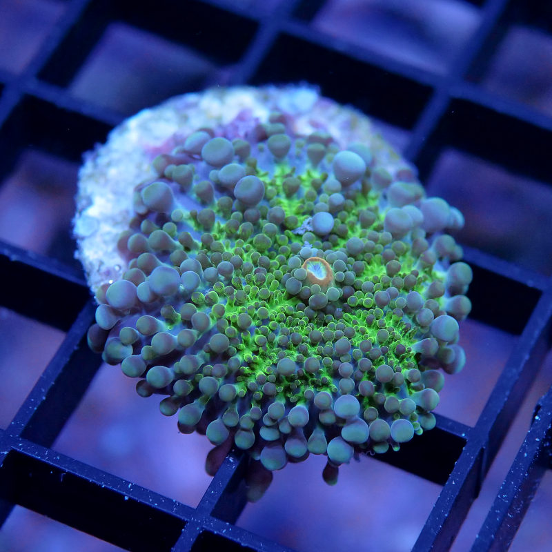 Ricordea yuma 'Green'