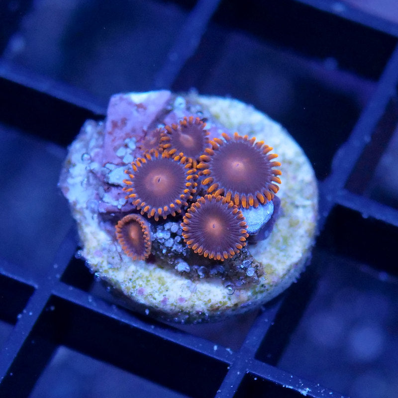 Zoanthus sp. 'Bam Bam'