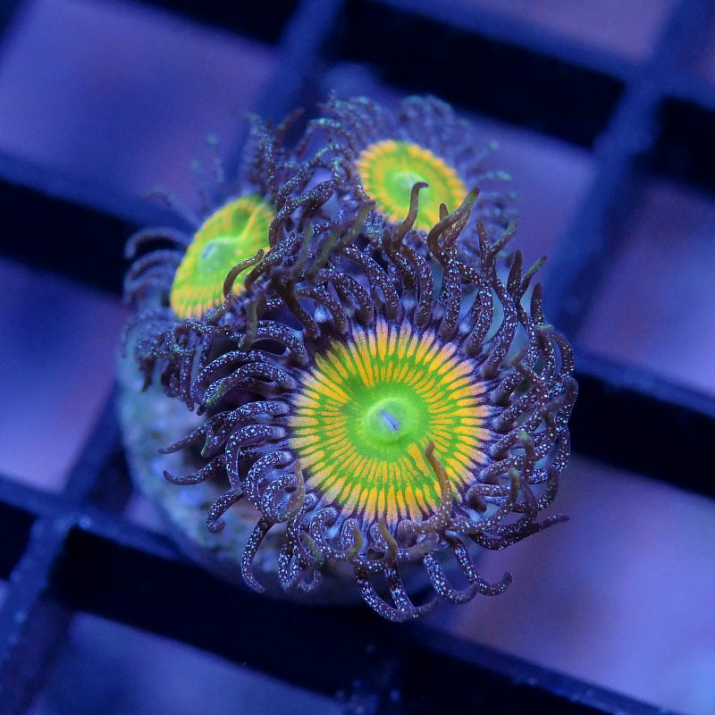 Zoanthus sp. 'Sunny D'