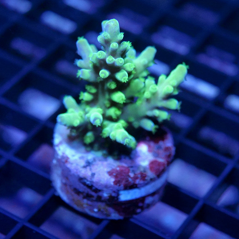 Acropora austera - SciReef Twin - Grade 1