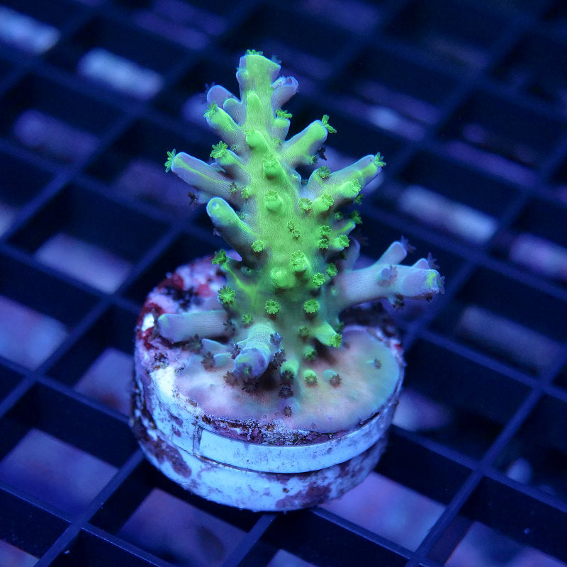 Acropora austera - SciReef Twin - Grade 1