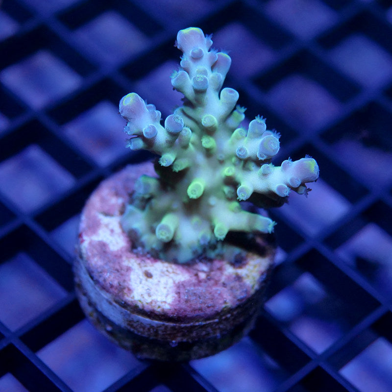 Acropora austera - SciReef Twin - Grade 1