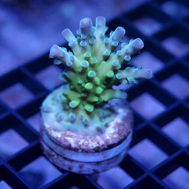 Acropora austera - SciReef Twin - Grade 1