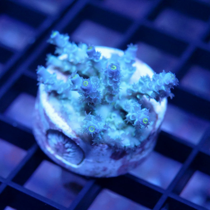 Acropora kenti - Grade 2