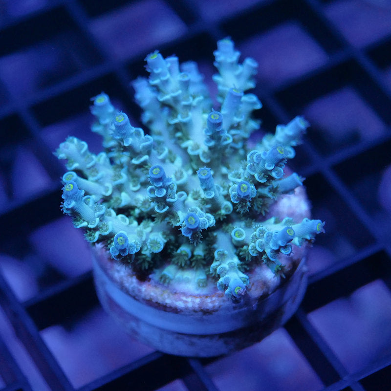 Acropora kenti - Grade 3