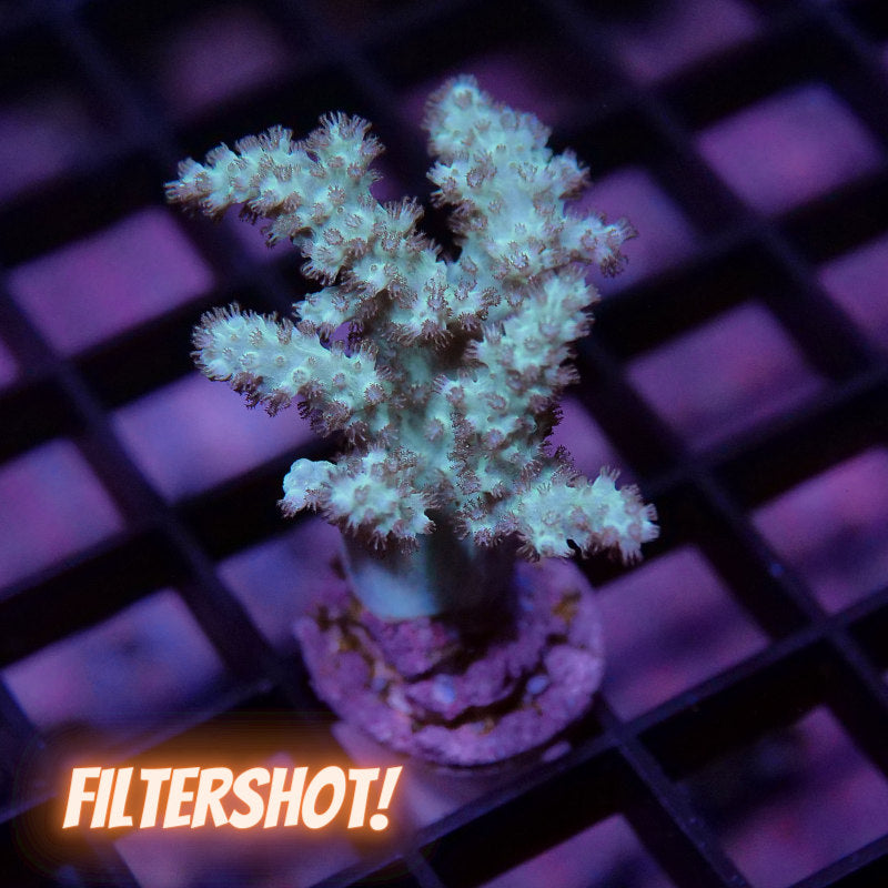 Weichkorallen-Paket 'Soft Start'