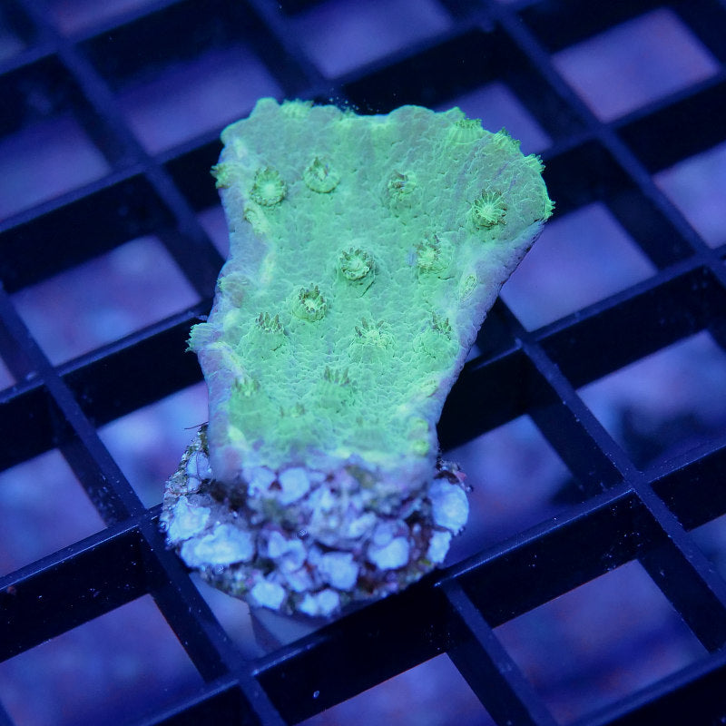 Turbinaria sp. 'Lemon Lime'