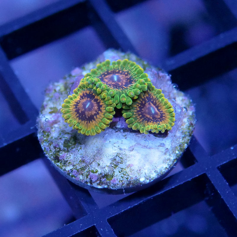 Zoanthus sp. 'Grand Master Krakatoa'