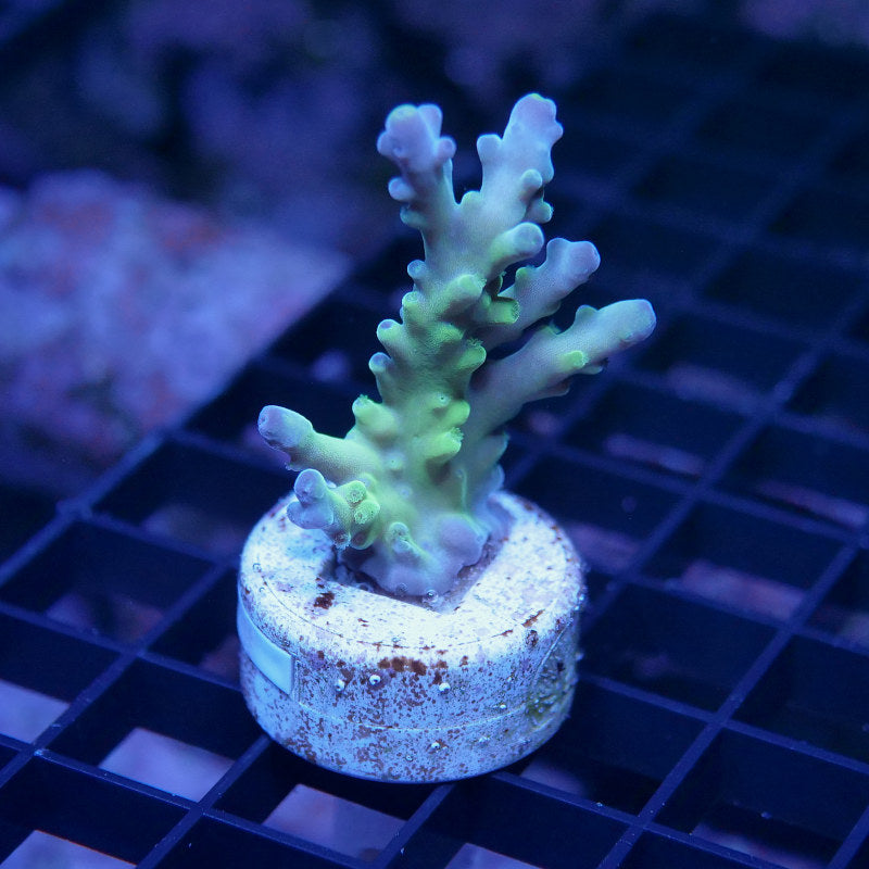 Acropora austera - SciReef Twin - Grade 1