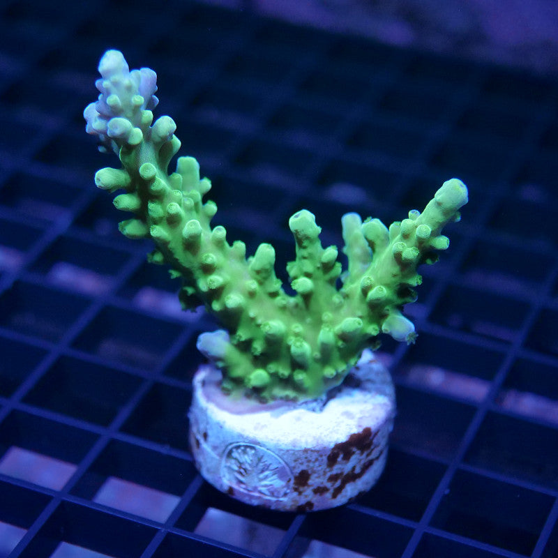 Acropora austera - SciReef Twin - Grade 1