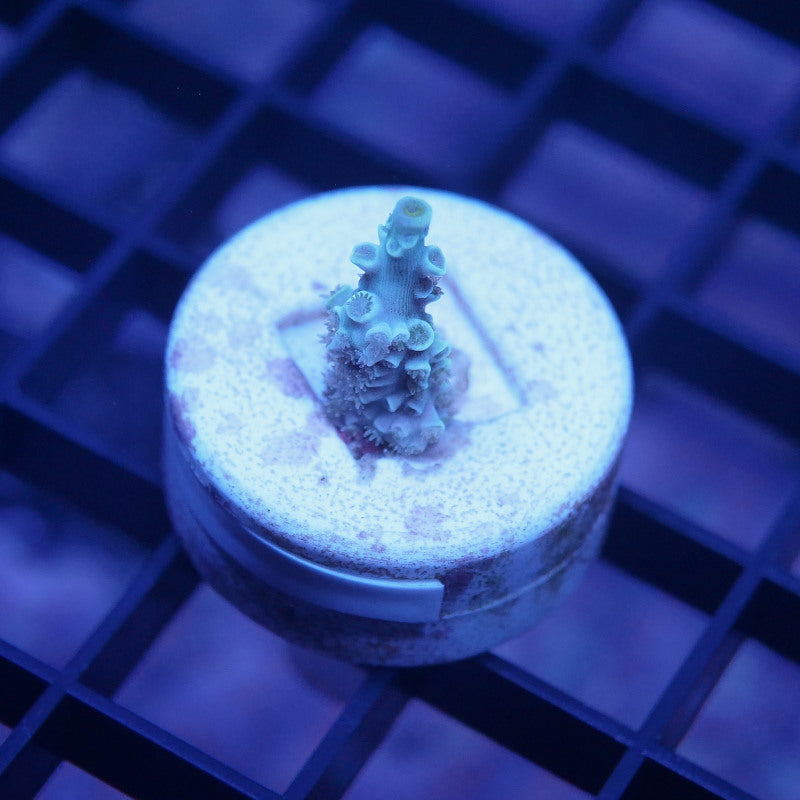 Acropora kenti - SciReef Twin - Grade 1