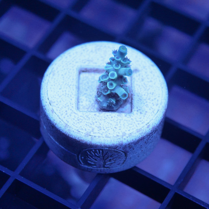 Acropora kenti - SciReef Twin - Grade 1