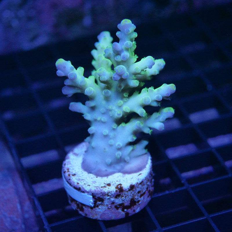 Acropora austera - SciReef Twin - Grade 2