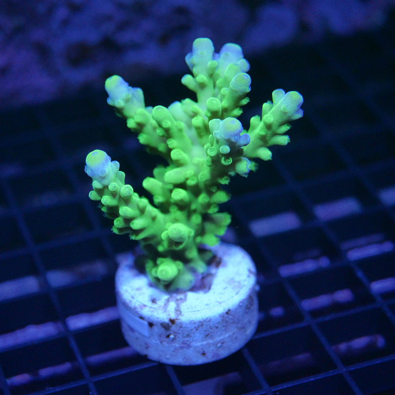 Acropora austera - SciReef Twin - Grade 2