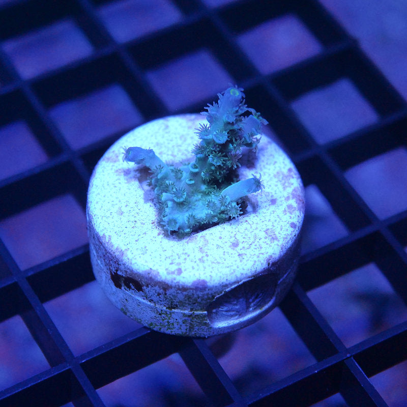 Acropora kenti - SciReef Twin - Grade 2