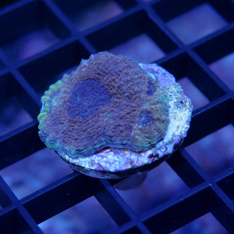 Acanthastrea echinata 'Terra Glow'
