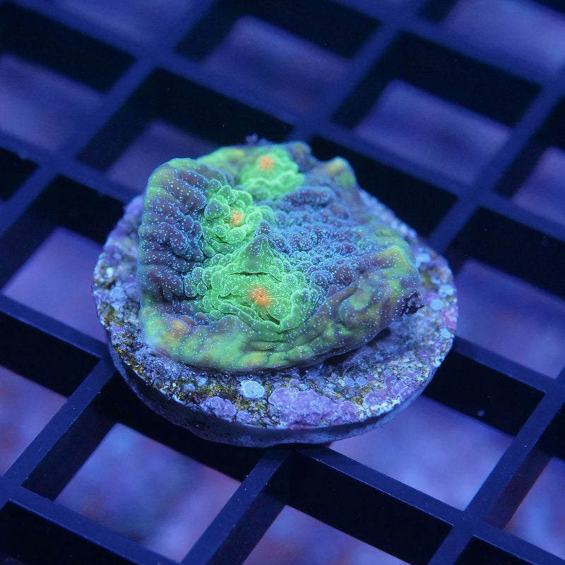 Chalice 'Tropic Storm'