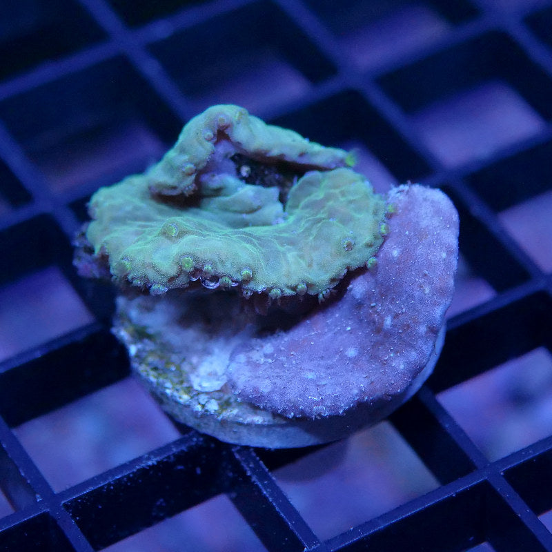 Mix - Sinularia brassica