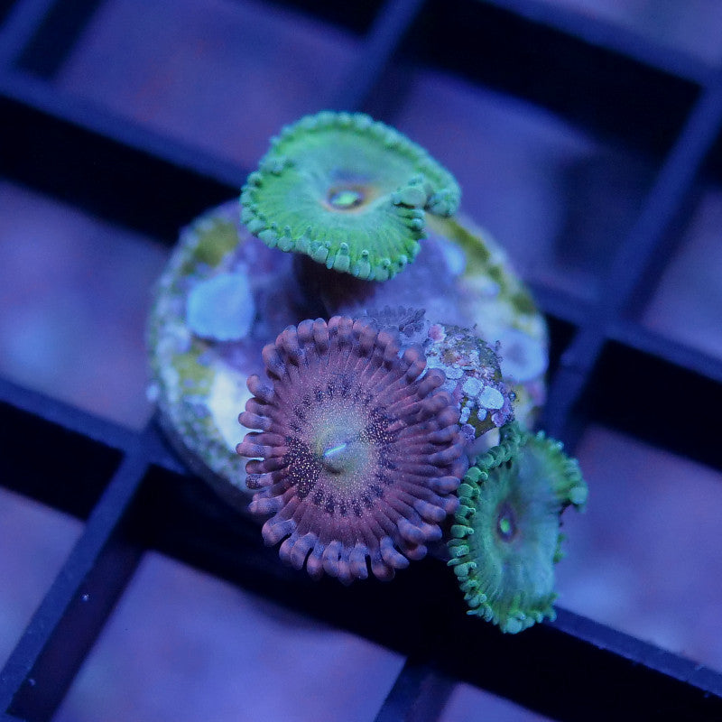 Zoanthus sp. Mix 'Alien Antivenom meets Captain America'