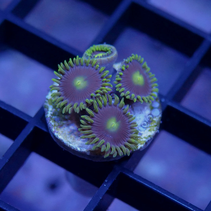 Zoanthus sp. 'Batman'