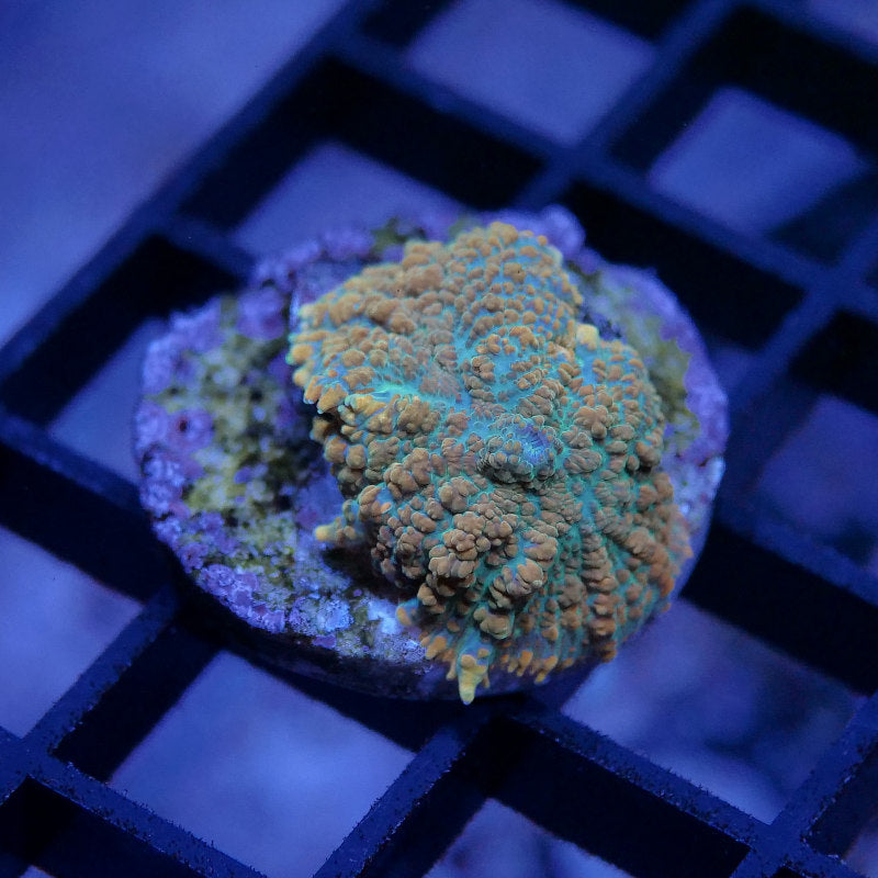 Rhodactis sp. 'Orange'