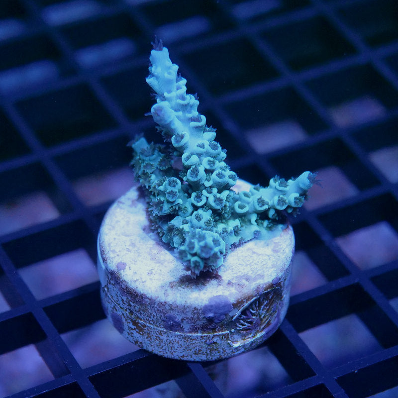 Acropora kenti - SciReef Twin - Grade 1