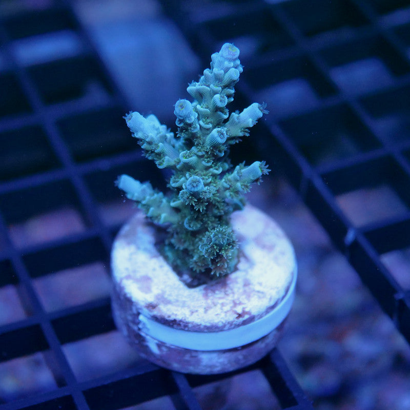 Acropora kenti - SciReef Twin - Grade 1
