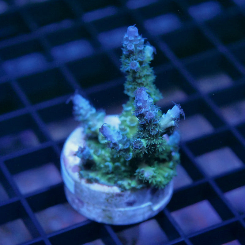 Acropora kenti - SciReef Twin - Grade 2