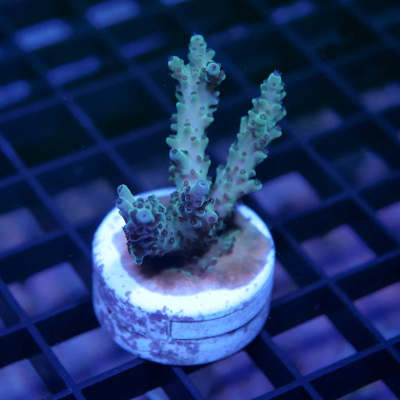 Acropora nasuta - SciReef Twin