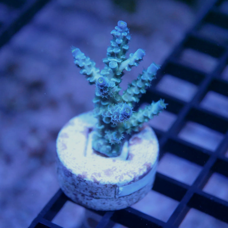 Acropora kenti - SciReef Twin - Grade 2