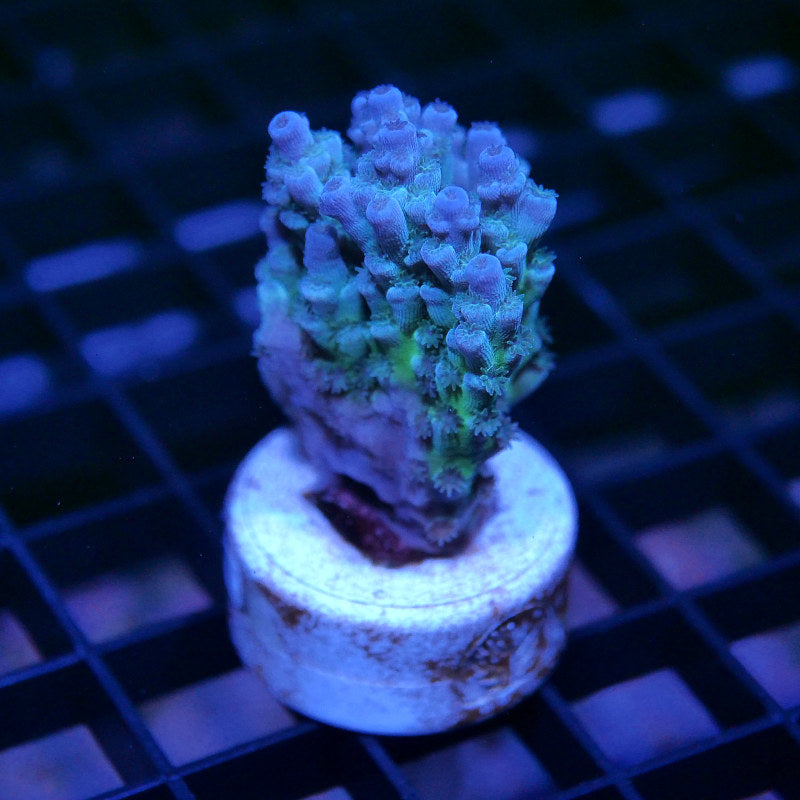 Acropora tenuis - SciReef Twin - Grade 1 - Lavender