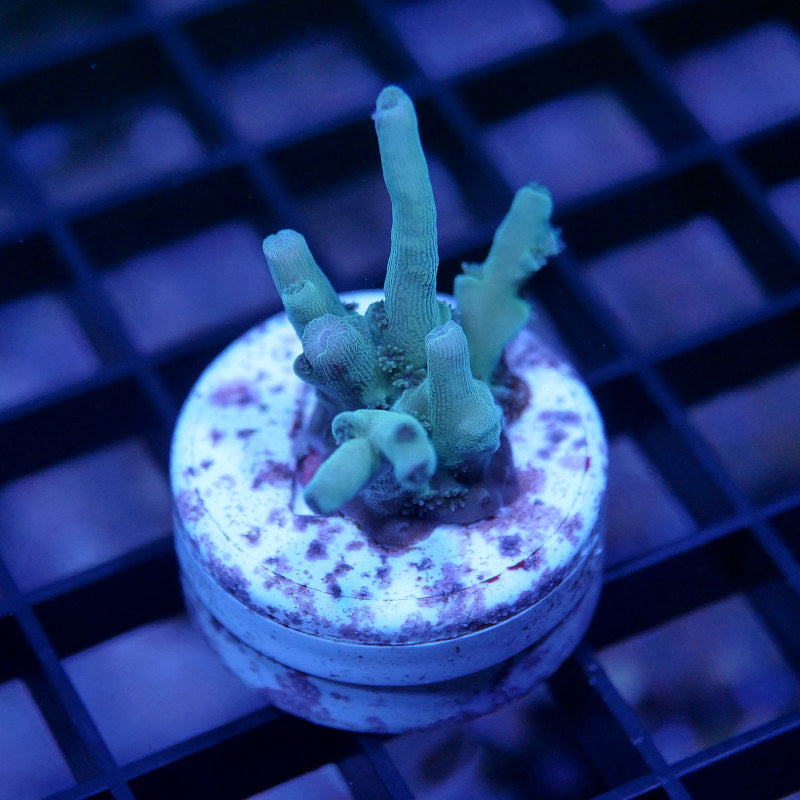 Acropora tenuis - SciReef Twin - Grade 2 - Longfinger