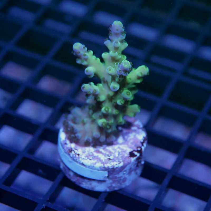 Acropora austera - SciReef Twin - Grade 1