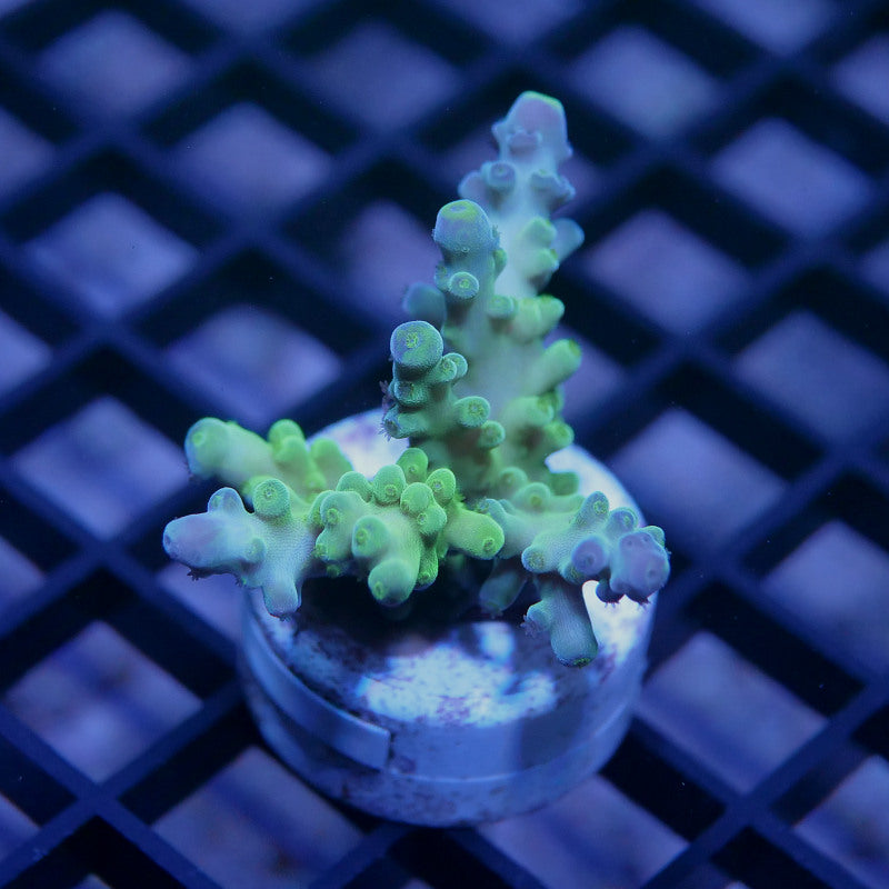 Acropora austera - SciReef Twin - Grade 1
