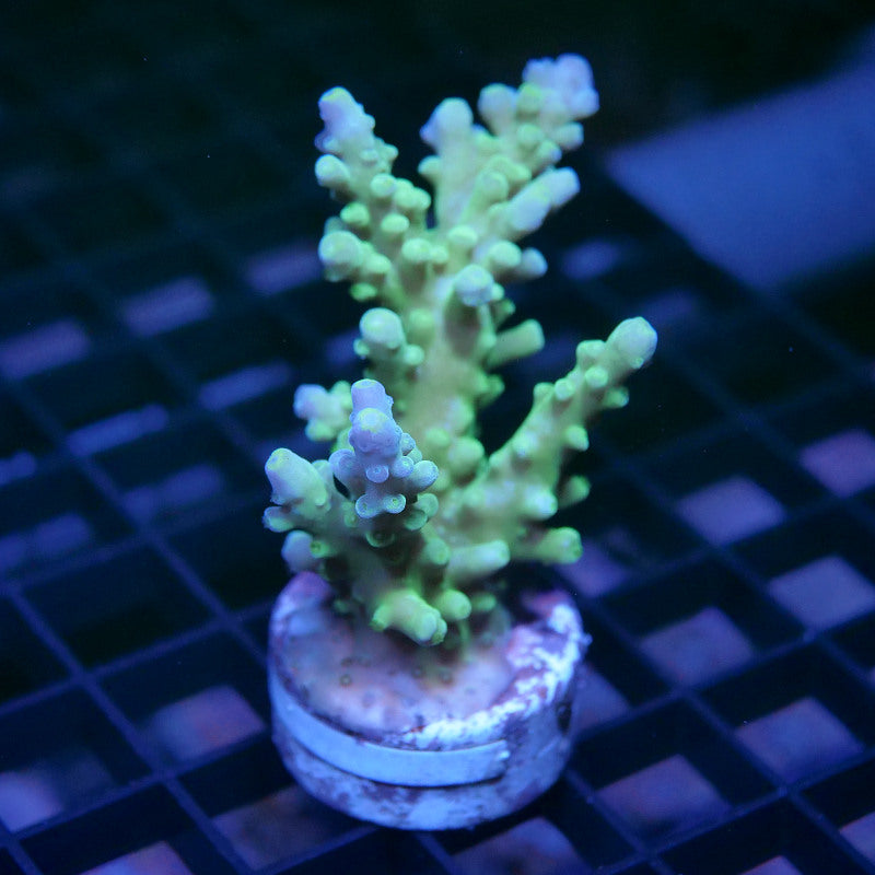 Acropora austera - SciReef Twin - Grade 2