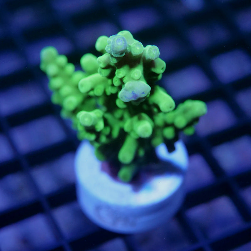 Acropora austera - SciReef Twin - Grade 2