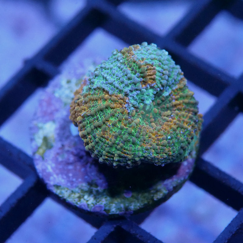 Acanthastrea echinata 'Rainbow'