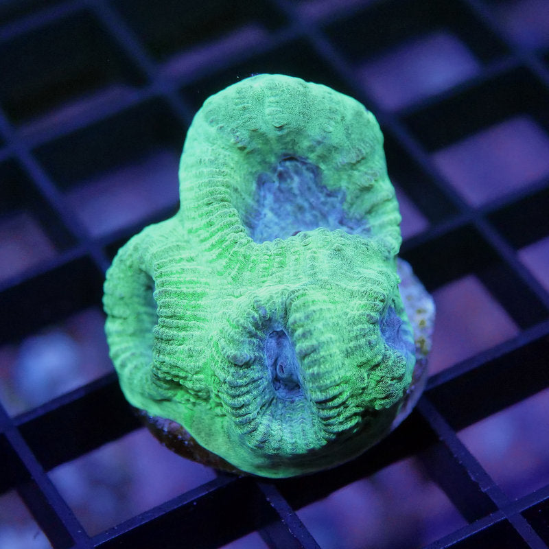 Goniastrea sp. 'Berry Mint'