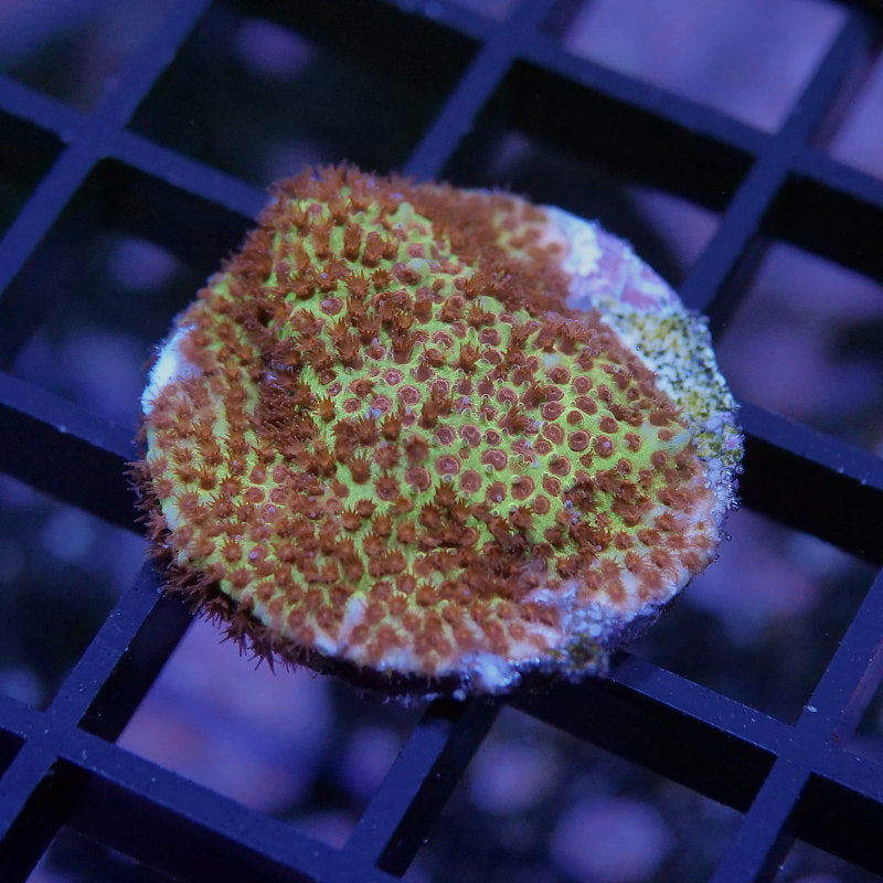 Stylocoeniella sp. 'Burning Banana'