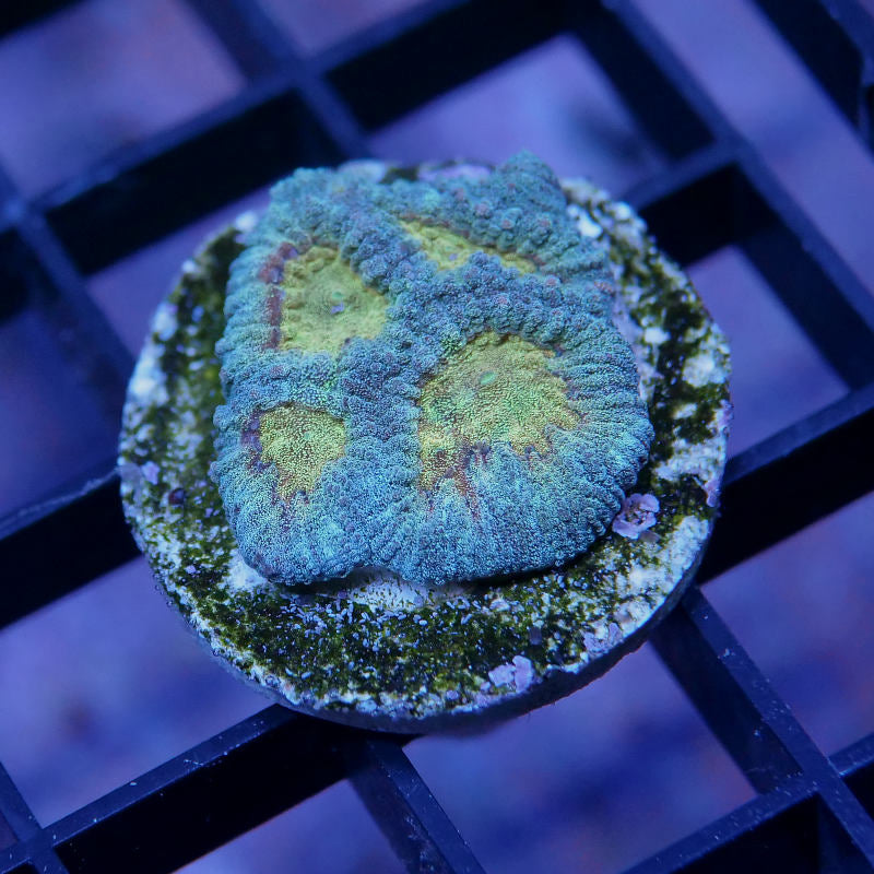 Favia sp. 'Pot of Gold'