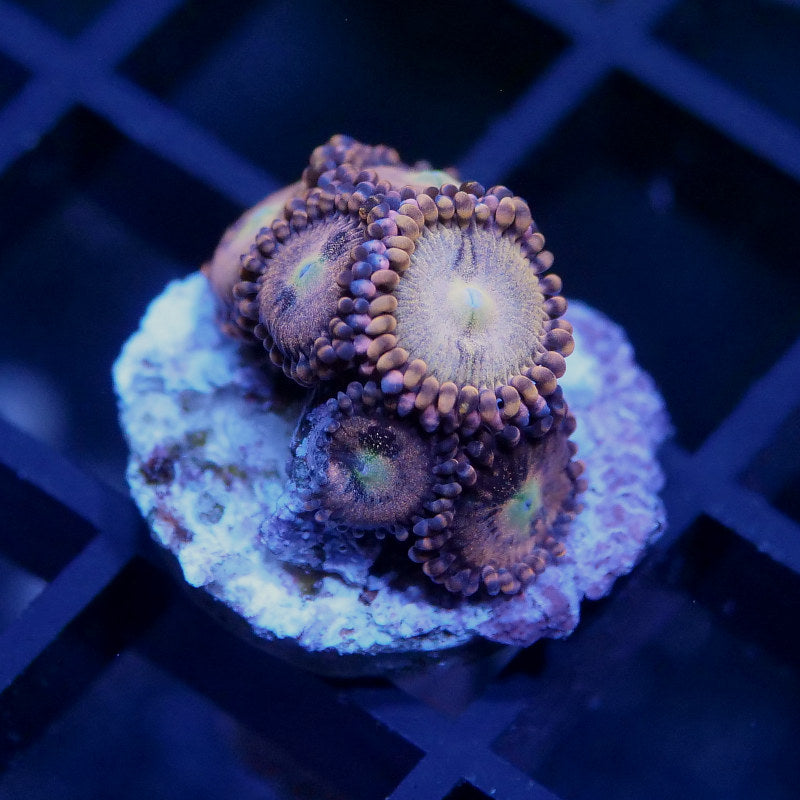 Zoanthus sp. 'Cherry Charm'