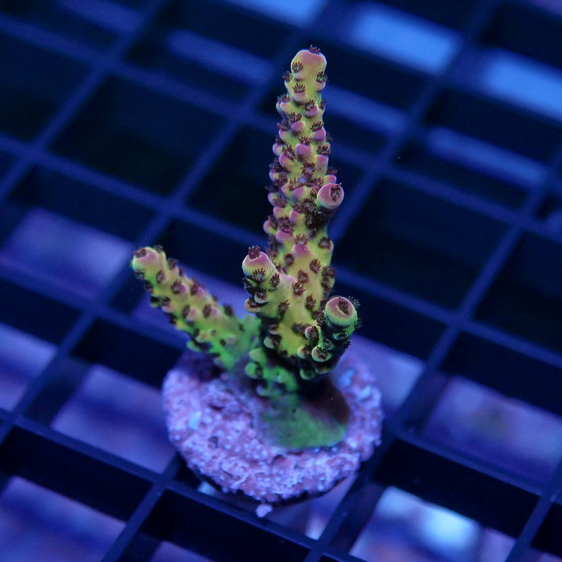 Acropora sp. 'PC Rainbow'