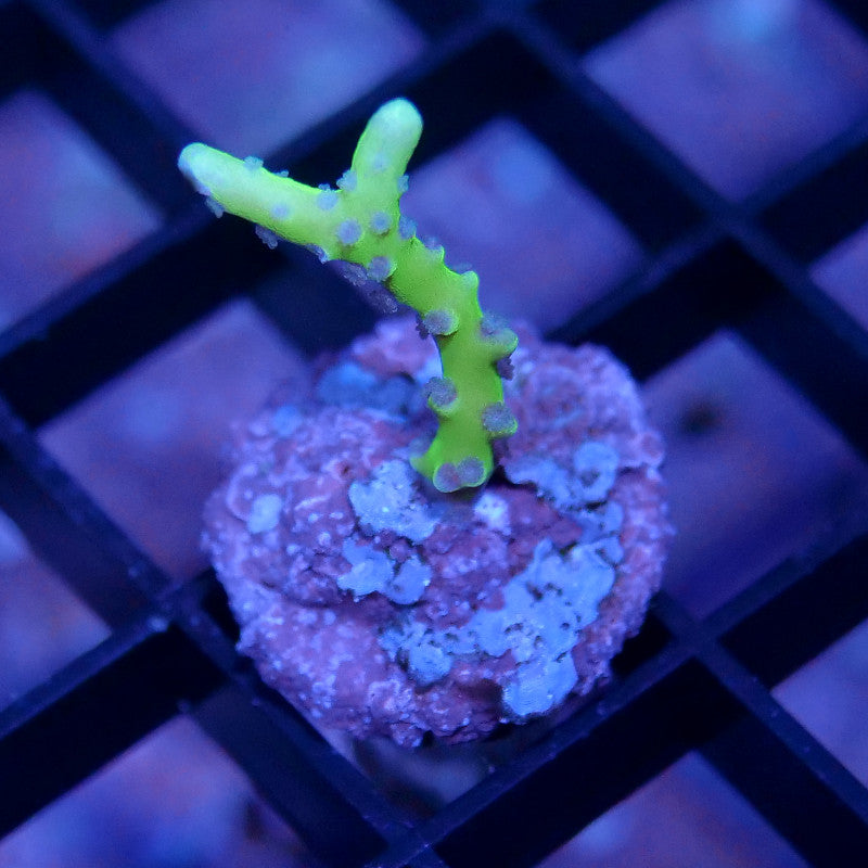 Anacropora sp. 'Green Goblin' S
