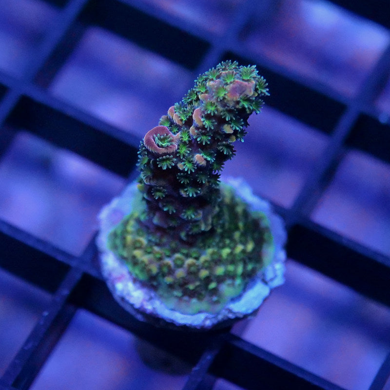 Acropora abrolhosensis 'Rainbow Staghorn'