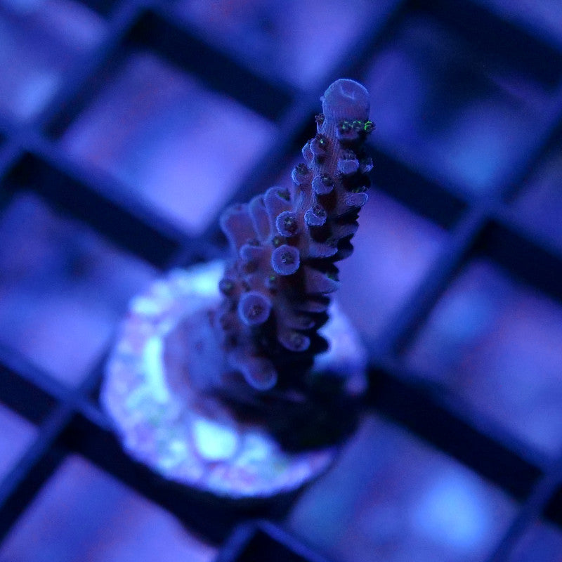 Acropora sp. 'Purple Stag'