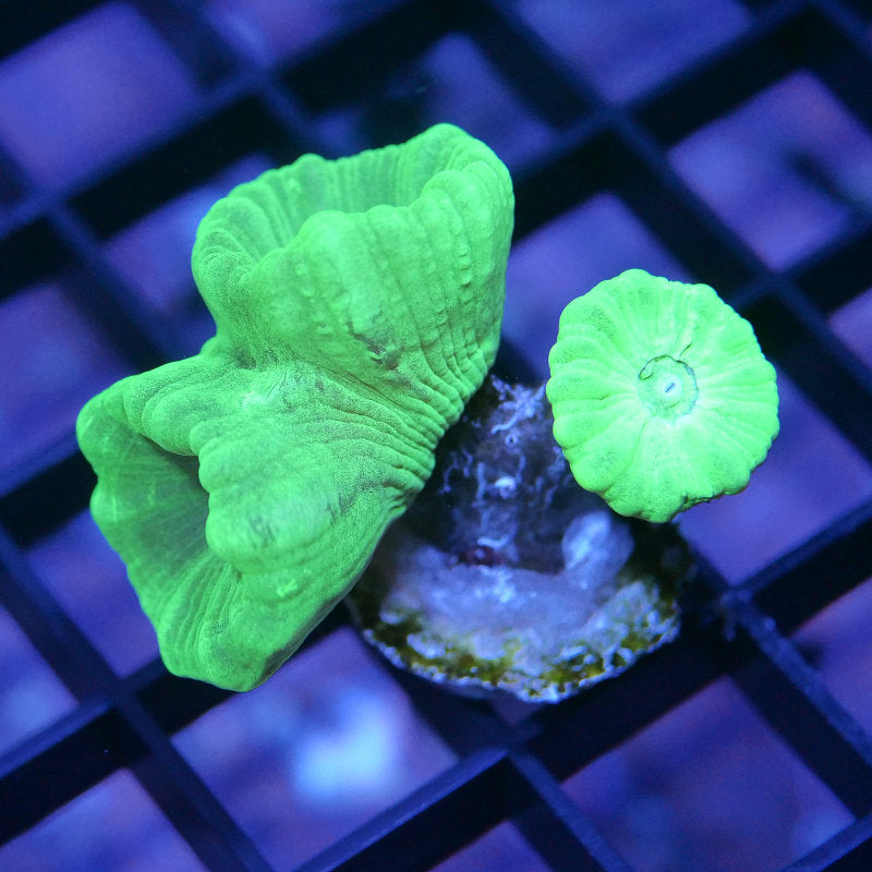 Caulastrea sp. 'Neon'