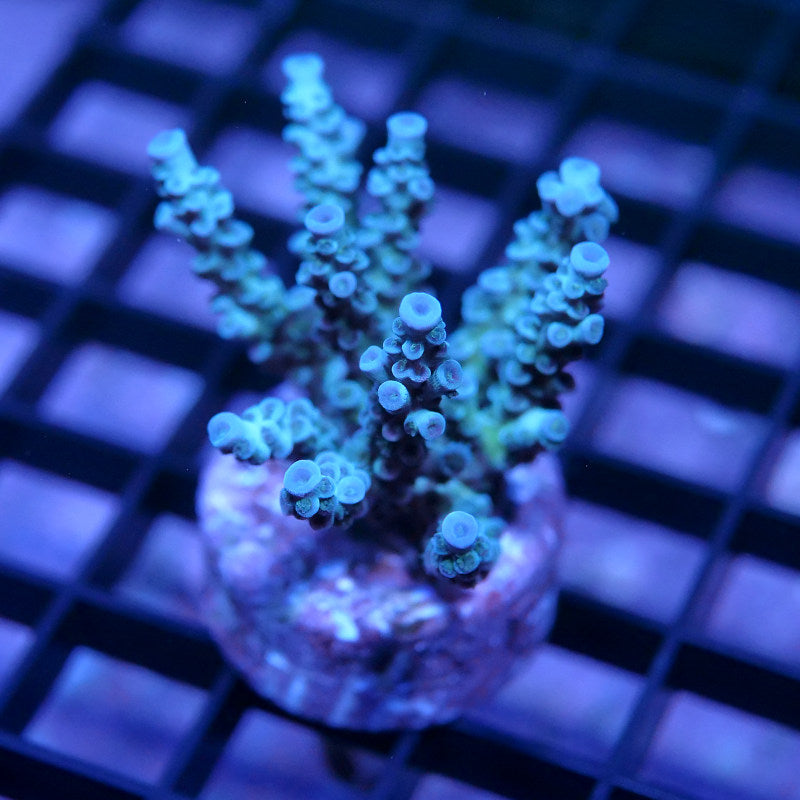 Acropora kenti - SciReef Twin - Grade 2