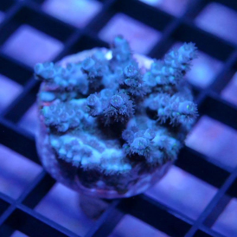 Acropora kenti - SciReef Twin - Grade 2