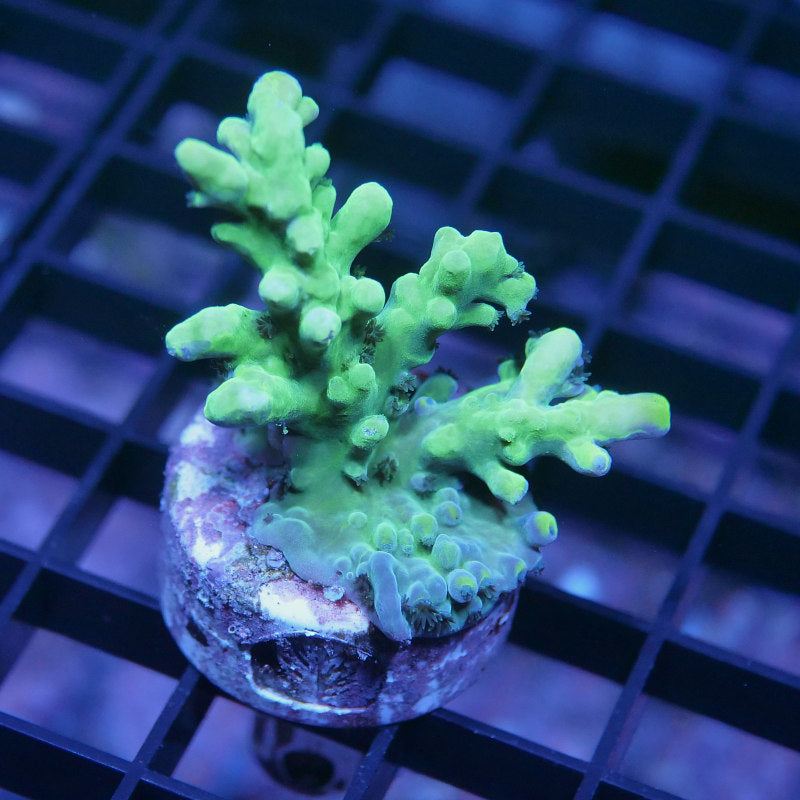 Acropora austera - SciReef Twin - Grade 1
