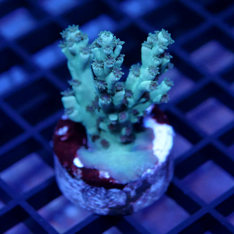 Acropora tenuis - SciReef Twin - Grade 1 - Pistaccio